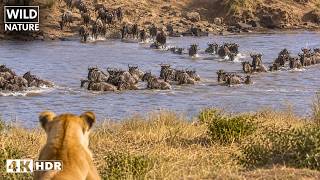 MASAI MARA: Viaggio Pericoloso