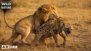 Predatori vs Predatori: Guerra