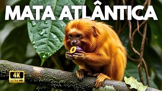 Mata Atlântica: Assinatura de Deus