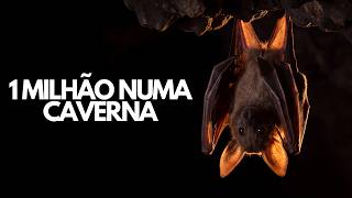 Mundo Secreto dos Morcegos