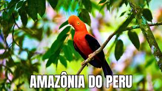 Floresta Amazônica Peruana