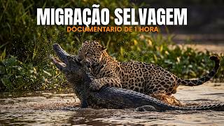 Onças caçam jacarés