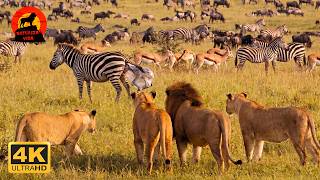 LUANGWA: Proteger Filhotes