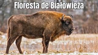 Floresta de Biatowieza: Refúgio Europeu
