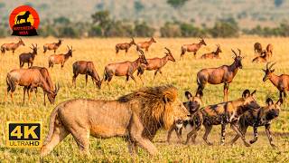 MAASAI MARA: Luta Leão