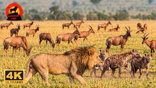Savana: leões vs hienas