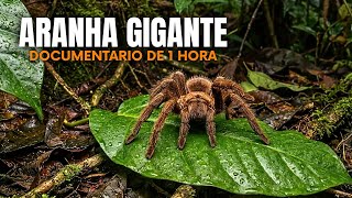 Aranha gigante