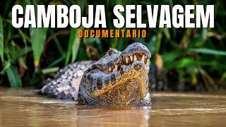 CAMBOJA: Fome e Dilúvio