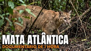 MATA ATLÂNTICA: Segredos
