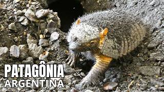 Patagônia Argentina: Ventos e Glaciares