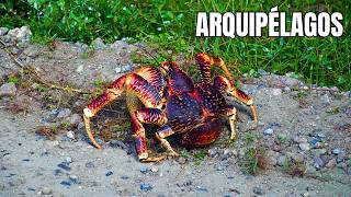 Arquipélagos Perdidos: Animais Únicos