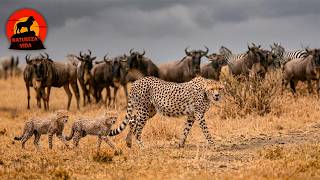 SAVANA: Batalhas Predadores