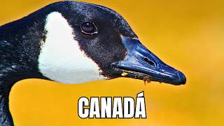 Canadá Selvagem: Terras Frias