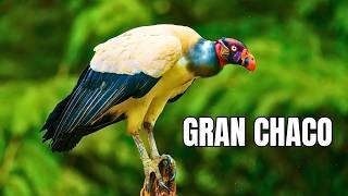 GRAN CHACO: Floresta Seca