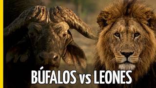 Búfalos vs. Leones: Nueve Años de Guerra