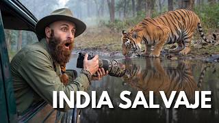 Tierra de Tigres: India Salvaje