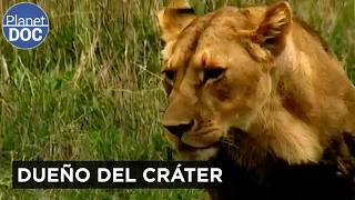 Ngorongoro: Felinos