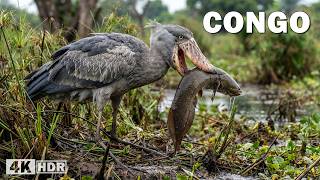 Congo Peligroso