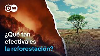 ¿Pueden los árboles salvar el planeta?