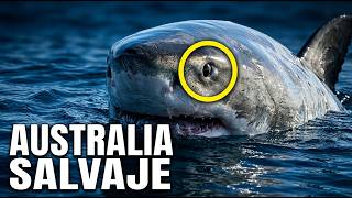 Australia: Animales Peligrosos