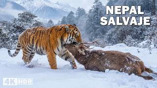 Nepal Salvaje: Depredadores Supremos