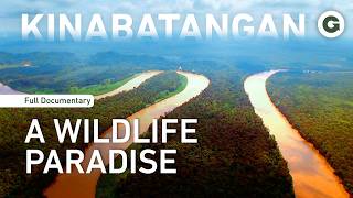Wild Borneo Rainforest