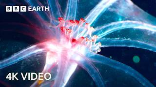 Blue Planet II 4K
