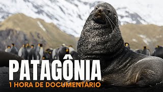 Patagônia: Predadores e Gigantes