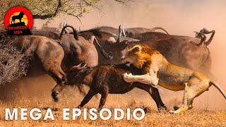 Filhotes e Gigantes