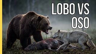 Lobo vs Oso: La batalla definitiva