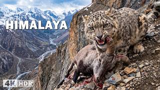 Cañones del Himalaya