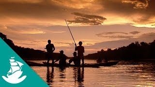 Amazonas dorado