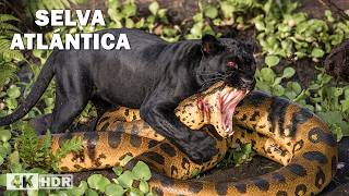 Selva Atlántica: Sobrevivir