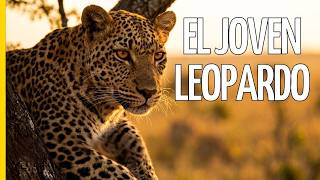 Pemba el Leopardo Consentido