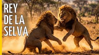 Leonas de África