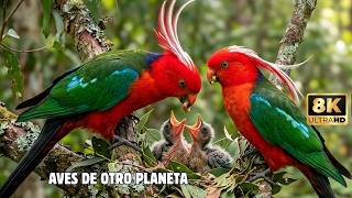 Australia: Paraíso de Aves Exóticas