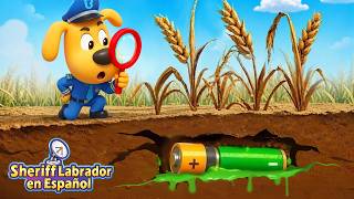 Labrador: Insecto trigo