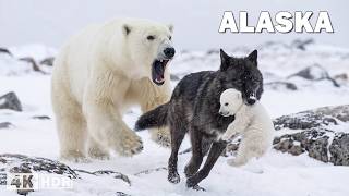 Alaska salvaje: depredadores