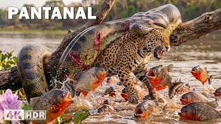Depredadores vs presas: Pantanal