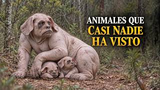 Animales Más Extraños del Mundo