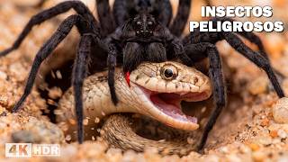 Insectos Peligrosos