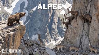Alpes salvajes: rey montañas