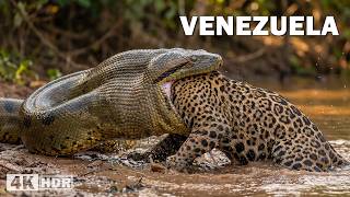 Venezuela salvaje: supervivencia
