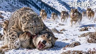 Siberia salvaje