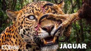 Jaguar: depredador supremo