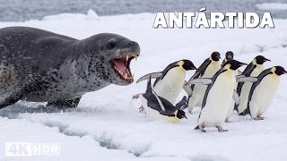 Antártida brutal: sobrevivir
