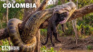 Cazadores de Colombia