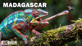 Misterios de Madagascar