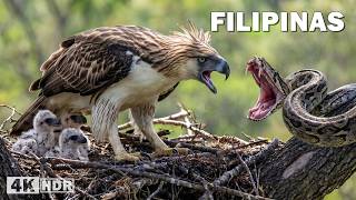 Filipinas salvajes: águila