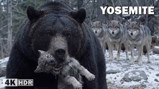 Yosemite salvaje: depredadores